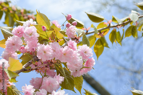 Obraz na plátně Japanese flowering cherry Kanzan - Latin name - Prunus serrulata Kanzan