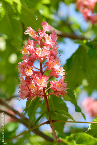 Red horse chestnut flowers - Latin name - Aesculus x carnea