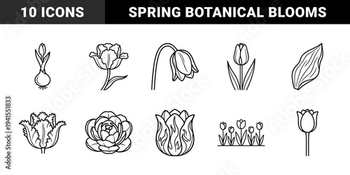 Tulip botanical line art for spring floral arrangements and garden planning. Minimalist monoline drawings featuring bulb growth stages and variety of petal shapes.