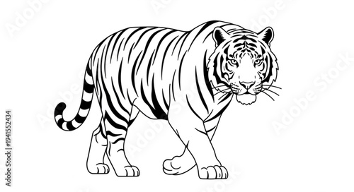 zebra vector illustration