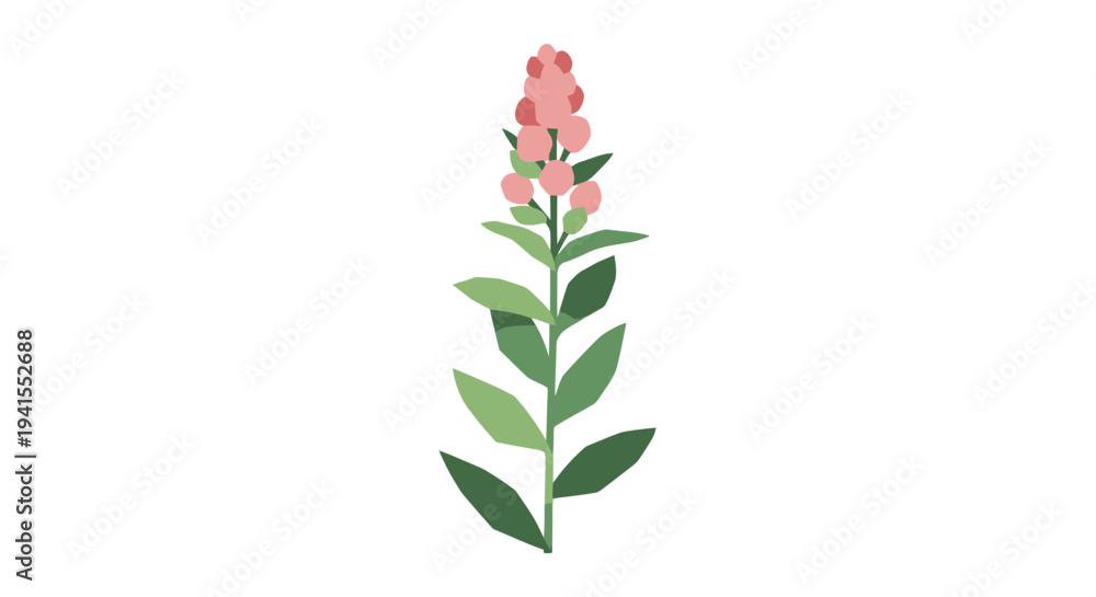 Fototapeta premium Pink Snapdragon Flower Illustration on White Background