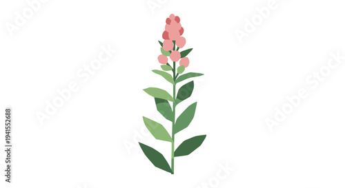 Pink Snapdragon Flower Illustration on White Background