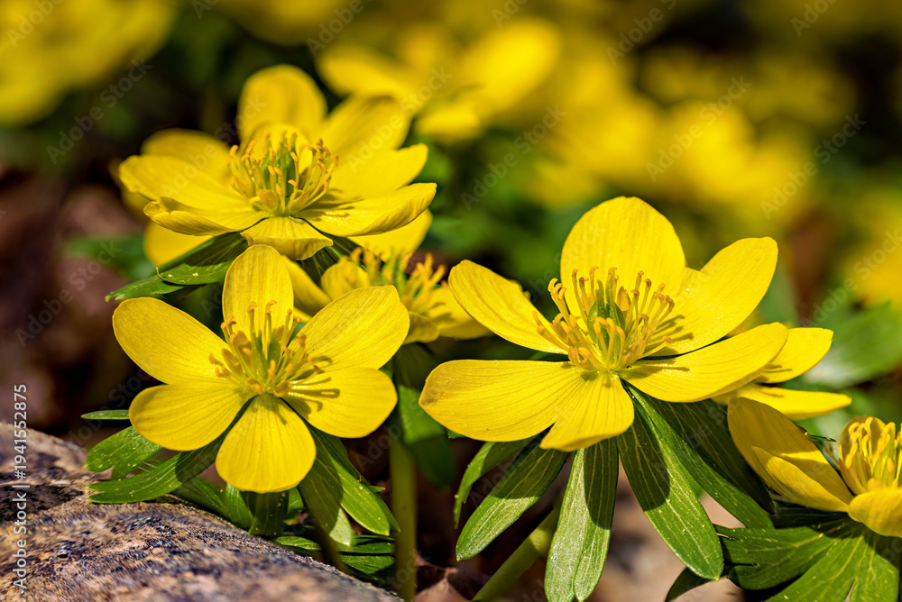 Obraz premium Winter aconites in the forest