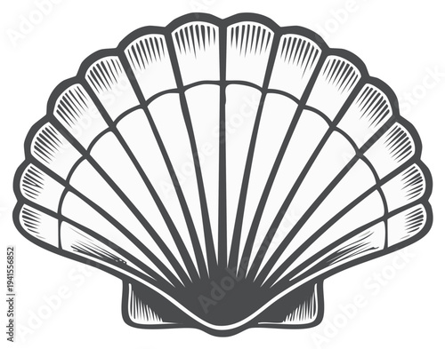 Detailed illustration of a seashell with intricate engraved lines and textures.