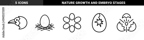 Avian life cycle and embryonic development symbols in technical monoline style. Minimalist bird hatching and egg nest pictograms for educational biology diagrams.