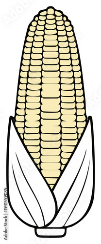 Fresh yellow corn cob illustration with husks partially open, a symbol of agriculture, harvest, and healthy food.