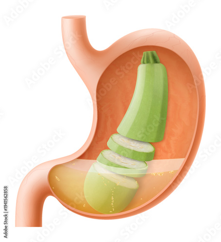 Human Stomach with zucchini, The stomach digests zucchini. A stomach filled with healthy and wholesome food. Proper nutrition. Realistic 3d Vector illustration. Food digestion process illustration