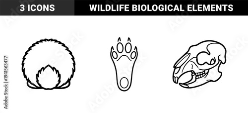 Lagomorph biological study elements featuring rabbit skull anatomy, cottontail tail, and paw print. Clean monoline technical illustrations for zoology and wildlife research.