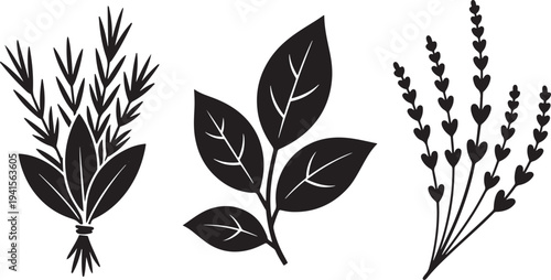 Herbal plants and leaves, set of illustrations depicting natural elements for design projects