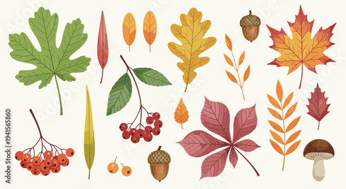 Assortment of Autumn Leaves Berries Acorns and Mushroom Illustrations