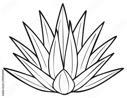 Agave plant illustration minimalist outline stylized succulent desert flora