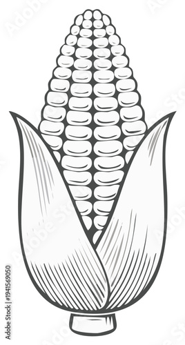Detailed Line Art Illustration of a Fresh Corn Cob with Husk