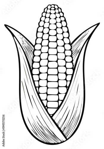 Ink drawing of a corn cob in husks, agricultural illustration