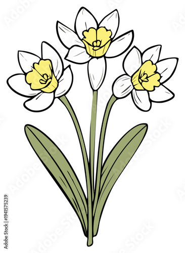 Three Narcissus Flowers Blossom in Spring Season Color Image Floral Clip Art Springtime Bloom.