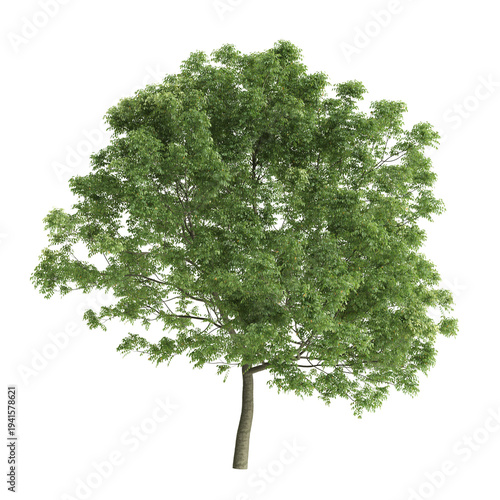 Fraxinus ornus trees 3d illustration on transparent background