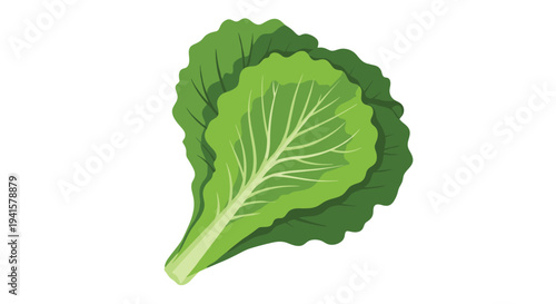 Fresh green leaf lettuce head illustration isolated on a white background perfect for healthy eating and grocery store concepts.