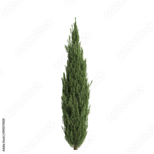 Cupressus sempervirens trees 3d illustration on transparent background