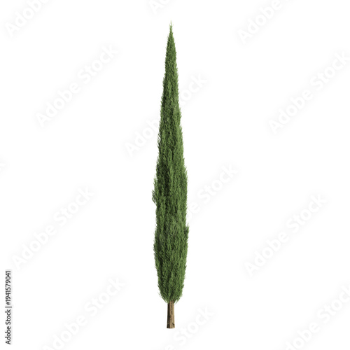 Cupressus sempervirens trees 3d illustration on premium background