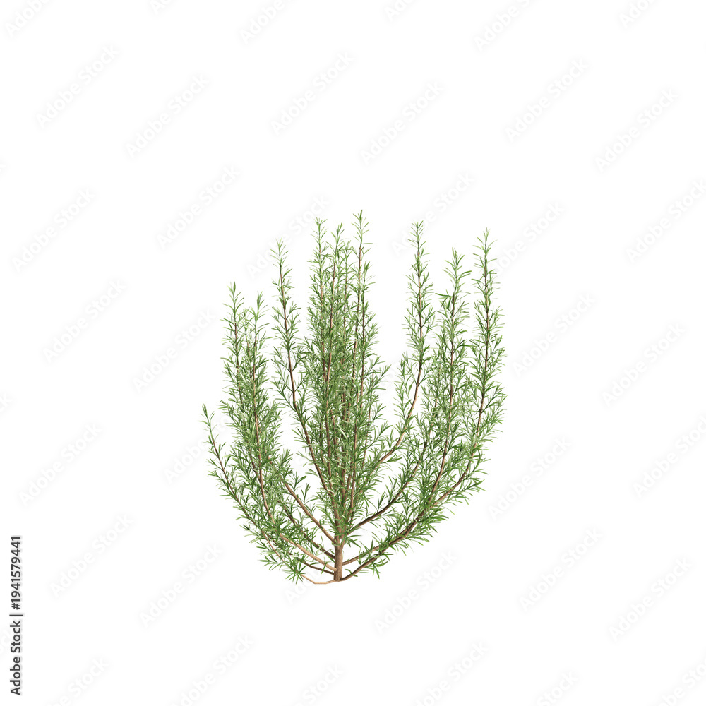 Fototapeta premium Rosemary tree 3d illustration on transparent background