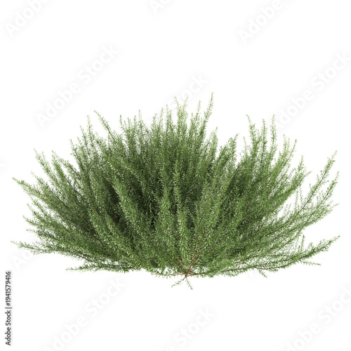 Rosemary tree 3d illustration on transparent background