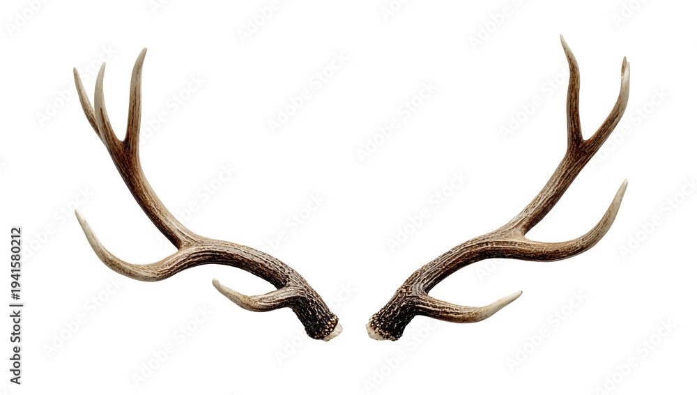 Obraz premium Deer Antlers Pair Rustic Brown Bone Natural Branching Structure Isolated on transparent background