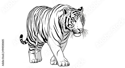 zebra vector illustration