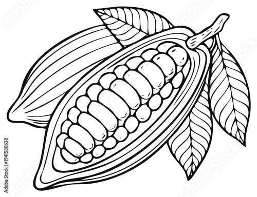 Illustration of a cocoa pod with leaves, detailed black and white drawing.