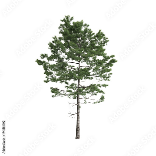 Pinus pinaster tree 3d illustration on transparent background