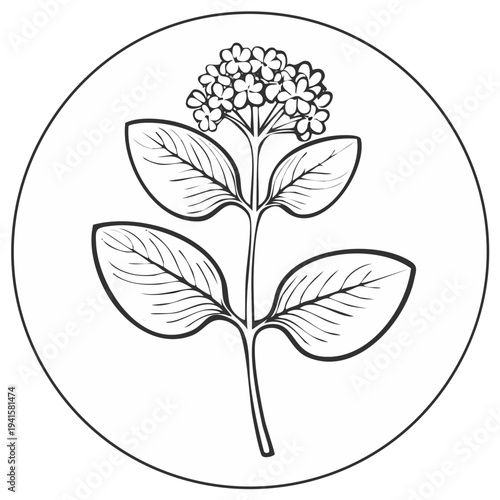 Botanical line drawing of a blooming flowering plant stem with leaves inside a circle