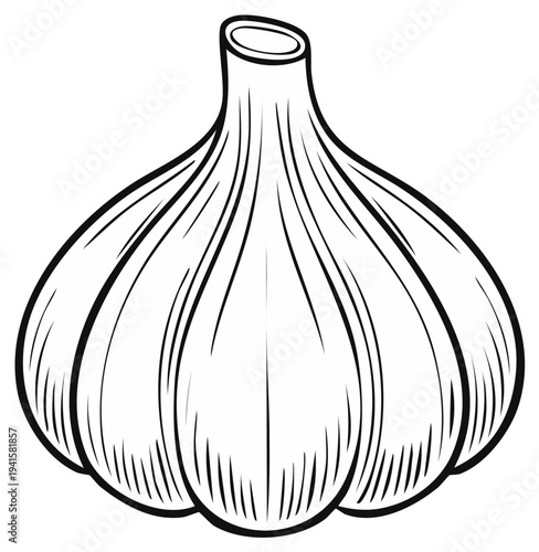 Black and white illustration of garlic bulb, healthy food