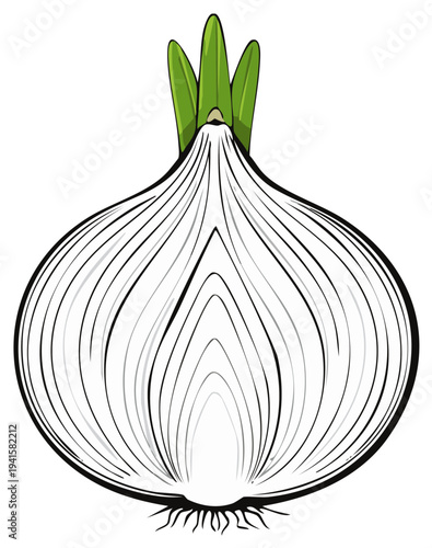 Cross section of a white onion with green sprouts and roots on a white background
