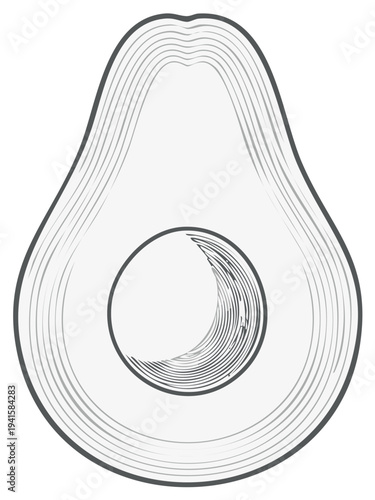 Avocado cross section illustration sketch drawing