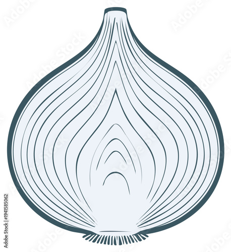 Cross section illustration of a fresh raw onion showing its layered internal structure in a clean graphic style