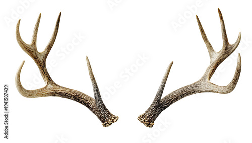 Deer Antlers Pair Displayed Symmetrically Isolated on transparent background