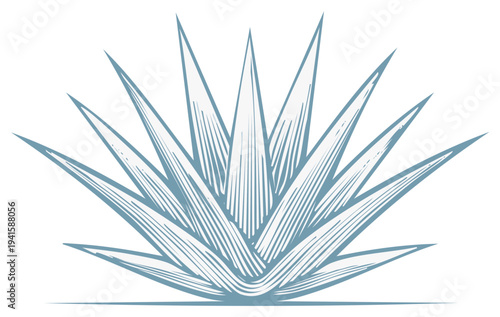 Agave Plant Illustration, Mexican Desert Plant, Blue Outline, Botanical Art