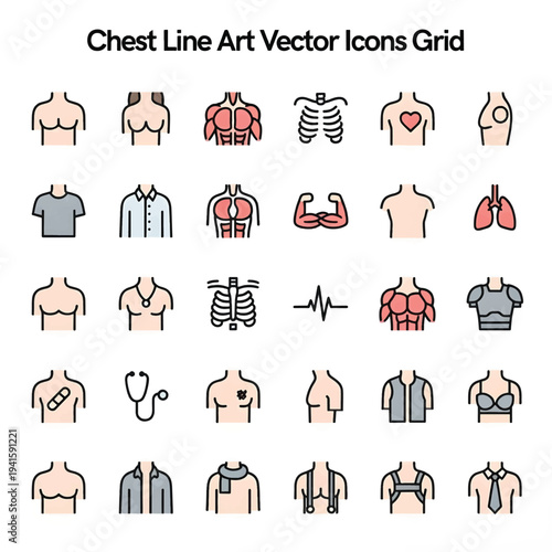 Human Chest Anatomy Illustration Isolated on White Background