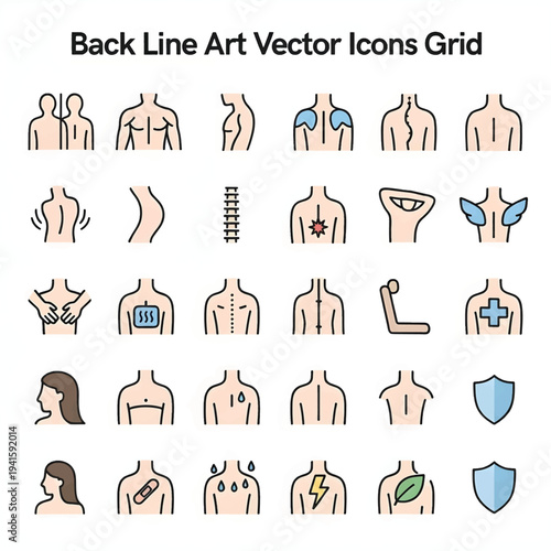 Human Back Anatomy Illustration with Spine and Muscles Medical Diagram