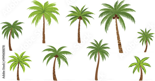 Tropical Palm Tree Collection Vector Illustration Featuring Different Coconut Palms Isolated on White Background