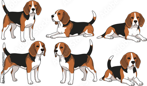 Beagle Dog Collection Vector Illustration Featuring Different Poses Standing Sitting and Lying Cute Pet Character Set