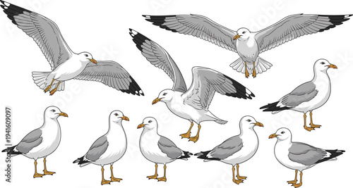 Seagull Bird Collection Vector Illustration Featuring Flying and Standing Coastal Seabirds Isolated on White Background