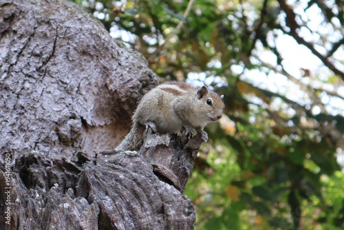 Foto An adorable squirrel on a tree, habituated to humans