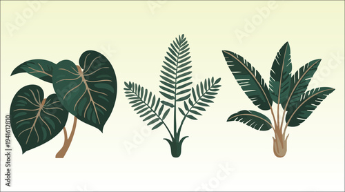Tropical indoor houseplants vector illustration set monstera, palm and banana leaf minimal botanical art.