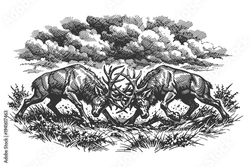 Two Large Male Stags Clashing Antlers in a Territorial Fight on the Grassland Hand Drawn Woodcut Style Vector Illustration Graphic Asset