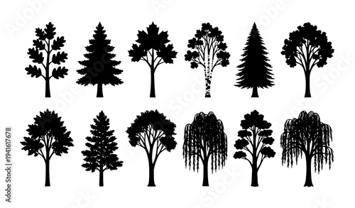 Ash Tree Silhouette Vector Set Natural Forest Trees Collection Isolated on White