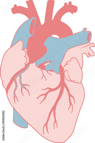A detailed anatomical illustration of the human heart, showing major arteries and veins in a stylized pink and blue color scheme.