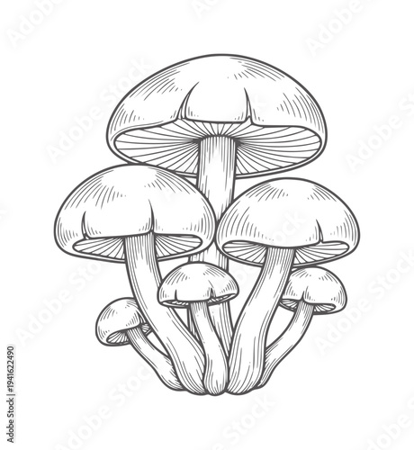 Black and white of clustered mushrooms with textured caps and stems monochrome