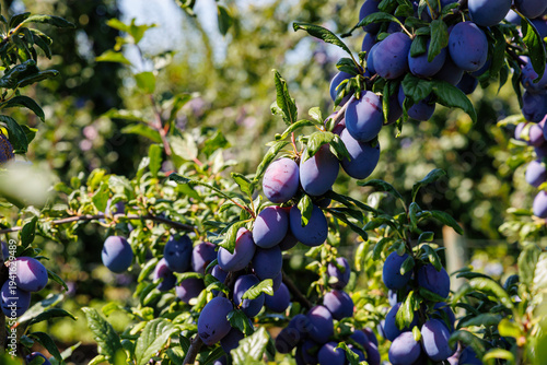 Plump purple plums hanging from branches in a sunny orchard during mid-summer harvest time