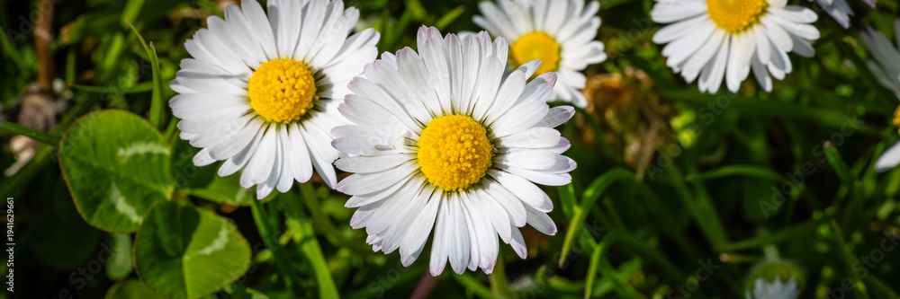 Fototapeta premium Daisies Bloom in a Green Field During Springtime, Showcasing Nature's Simple Beauty and Vibrant Colors