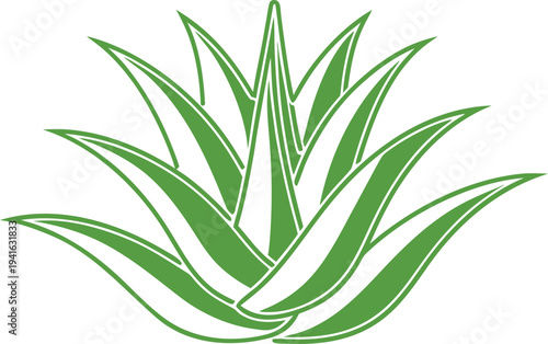 Aloe Vera Plant Botanical Illustration. Aloe Vera Medicinal Herb Plant. Aloe Vera Natural Healing Plant. Aloe Vera Succulent Garden Plant. Aloe Vera Herbal Medicine Plant. Aloe Vera Green Succulent