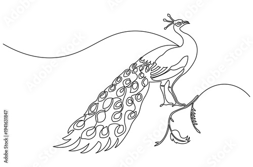 Continuous one line drawing of Bright peacock feathers. Single line drawing illustration of Peacock motif. Tropical vintage peacock bird concept vector art. Doodle line illustration.